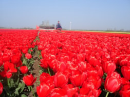Topping Tulip Lefebers Memory